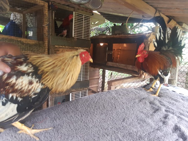 Los gallos se someten a una estricta dieta y entrenamiento. Foto: Gilberto Soto 