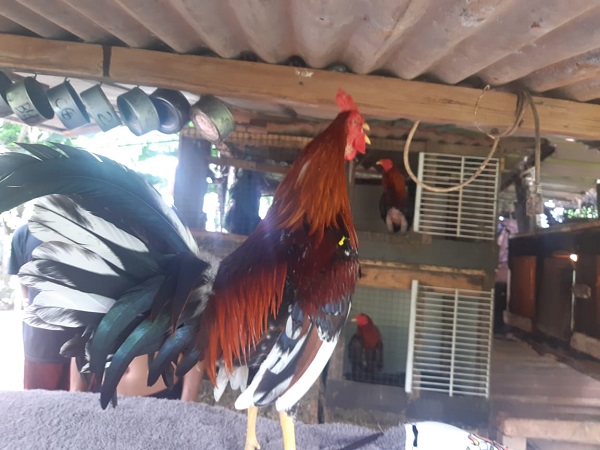 Los gallos se someten a una estricta dieta y entrenamiento. Foto: Gilberto Soto 