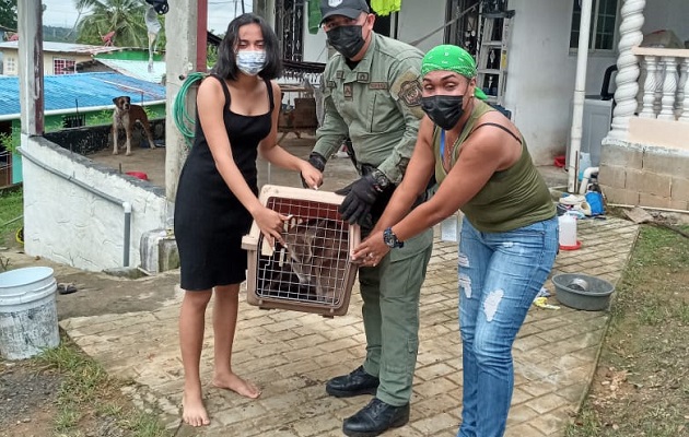 Los residentes manifestaron que solo cuidaron del animal, pero no dieron a conocer la procedencia del mismo. Foto: Diomedes Sánchez Los residentes manifestaron que solo cuidaron del animal, pero no dieron a conocer la procedencia del mismo. Foto: Diomedes Sánchez