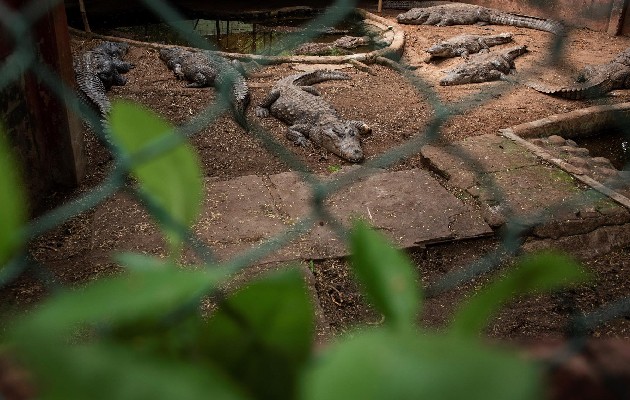 Crisis económica asedia a parque de reptiles en la India. Foto: EFE Crisis económica asedia a parque de reptiles en la India. Foto: EFE