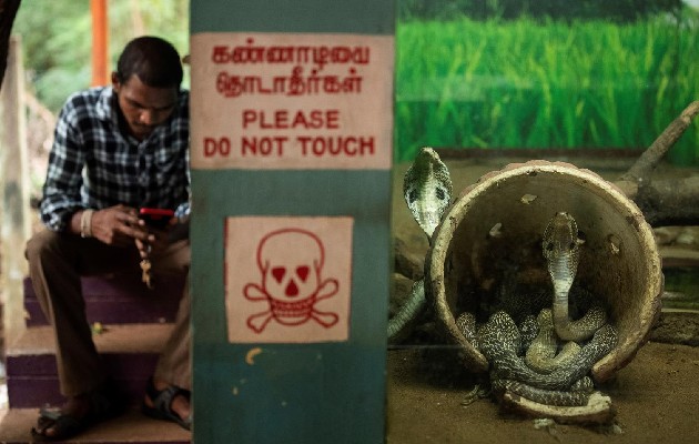 Crisis económica asedia a parque de reptiles en la India. Foto: EFE Crisis económica asedia a parque de reptiles en la India. Foto: EFE