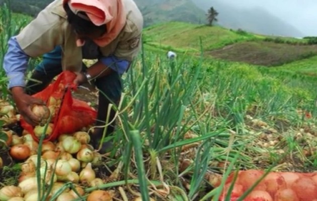 Según los productores hay un aumento del consumo y prueba de ello es el incremento en las hectáreas cultivadas remolacha, papá, cebolla, repollo, zanahoria y lechuga, por ejemplo. Foto: José Vásquez Según los productores hay un aumento del consumo y prueba de ello es el incremento en las hectáreas cultivadas remolacha, papá, cebolla, repollo, zanahoria y lechuga, por ejemplo. Foto: José Vásquez