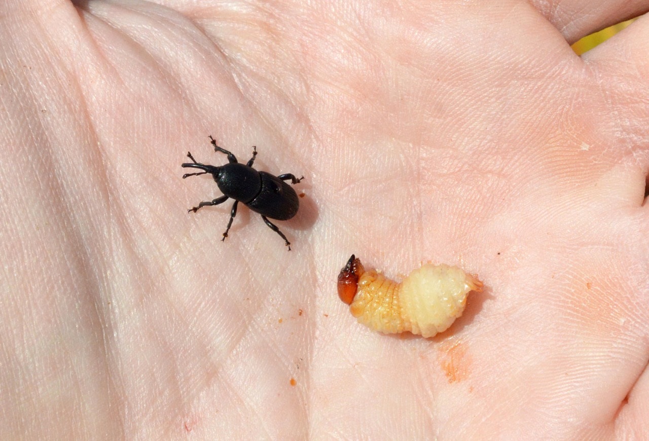 El picudo del pixbae es una plaga que ataca las flores y el fruto de este rubro. Foto: José Vásquez El picudo del pixbae es una plaga que ataca las flores y el fruto de este rubro. Foto: José Vásquez