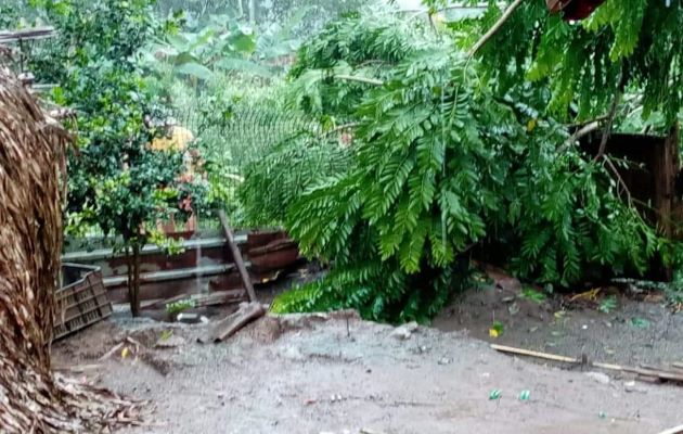 El fuerte temporal que azotó parte de la provincia causó la caída de árboles en las comunidades de San Juan y Salamanca sin que se reportaran personas heridas. Foto: Diomedes Sánchez