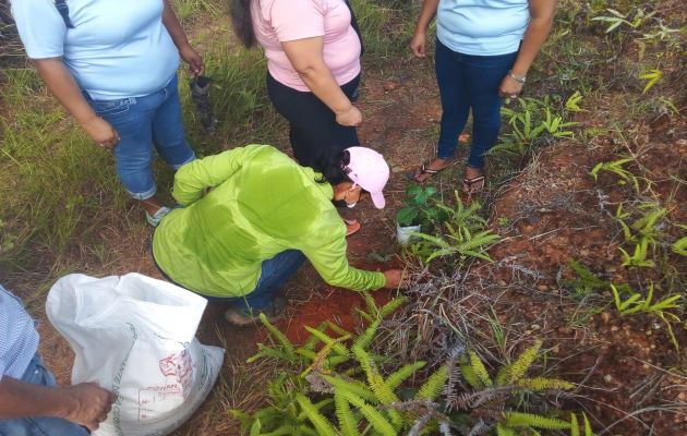 Para dar inicio a este proyecto ambiental se entregaron dos mil bolsas negras, una yarda de tierra negra, además de abonos y cascarilla de arroz, entre otros insumos. Foto: Thays Domínguez Para dar inicio a este proyecto ambiental se entregaron dos mil bolsas negras, una yarda de tierra negra, además de abonos y cascarilla de arroz, entre otros insumos. Foto: Thays Domínguez