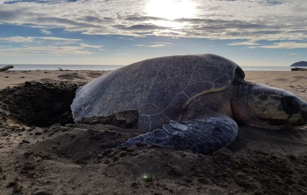 Los principales problemas en la zona de anidación de tortugas es la extracción de huevos por parte de animales depredadores y también de los humanos. Foto: Thays Domínguez Los principales problemas en la zona de anidación de tortugas es la extracción de huevos por parte de animales depredadores y también de los humanos. Foto: Thays Domínguez