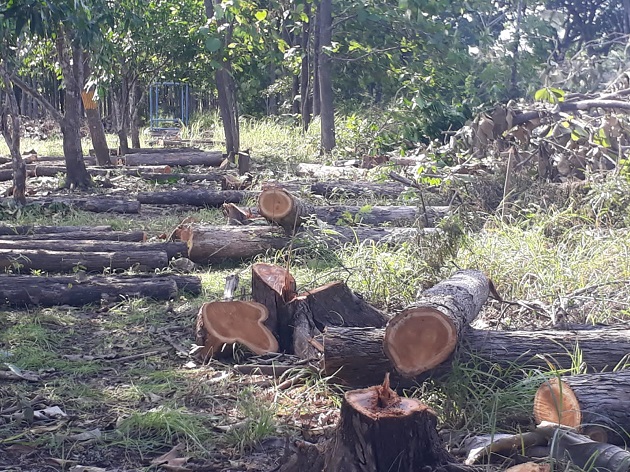Terra Viva Investment, cuyo propietario de Roberto Eisenmann (hijo), procedió sin haber tenido autorización o un estudio de impacto ambiental aprobado. Foto: Cortesía Terra Viva Investment, cuyo propietario de Roberto Eisenmann (hijo), procedió sin haber tenido autorización o un estudio de impacto ambiental aprobado. Foto: Cortesía