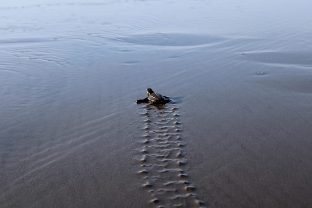 Las estadísticas dan cuenta que durante el 2020 se detectaron 383 nidos de tortugas marinas. Foto: Cortesía MiAmbiente Las estadísticas dan cuenta que durante el 2020 se detectaron 383 nidos de tortugas marinas. Foto: Cortesía MiAmbiente