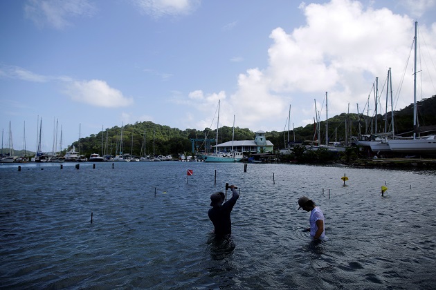 Un biólogo instala mallas para pepinos de mar en las costas caribeñas de Panamá, frente a las instalaciones de PanaSea. Foto: EFE Un biólogo instala mallas para pepinos de mar en las costas caribeñas de Panamá, frente a las instalaciones de PanaSea. Foto: EFE