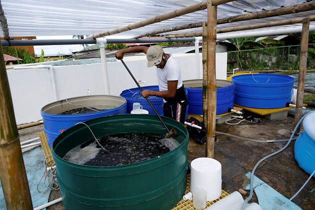 Un biólogo limpia tanques donde se estudian los pepinos de mar en las instalaciones de PanaSea. Foto: EFE Un biólogo limpia tanques donde se estudian los pepinos de mar en las instalaciones de PanaSea. Foto: EFE