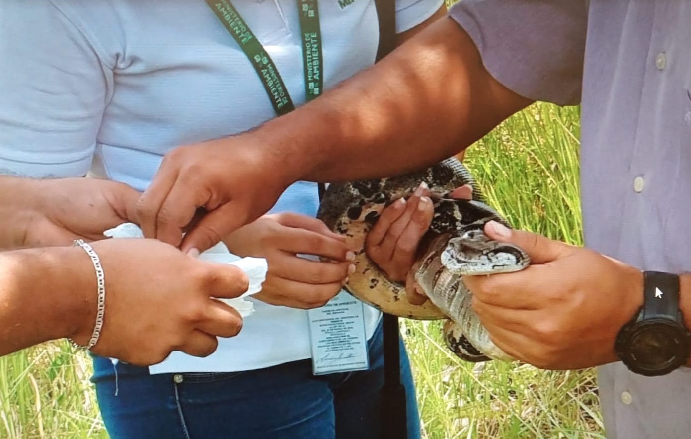 Una de las especies más afectadas por los Imave son las serpientes, Foto: Mayra Madrid Una de las especies más afectadas por los Imave son las serpientes, Foto: Mayra Madrid