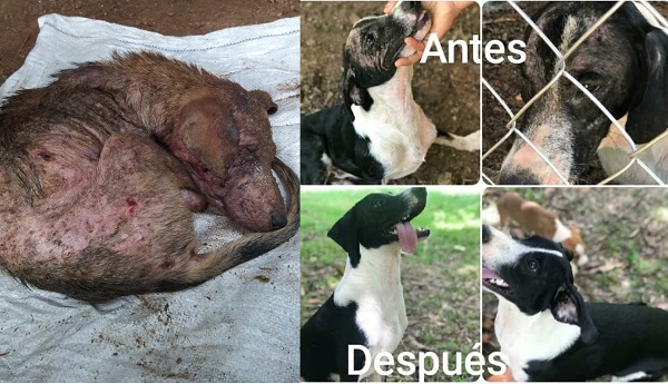 Los cambios y avances de las mascotas son evidentes. 