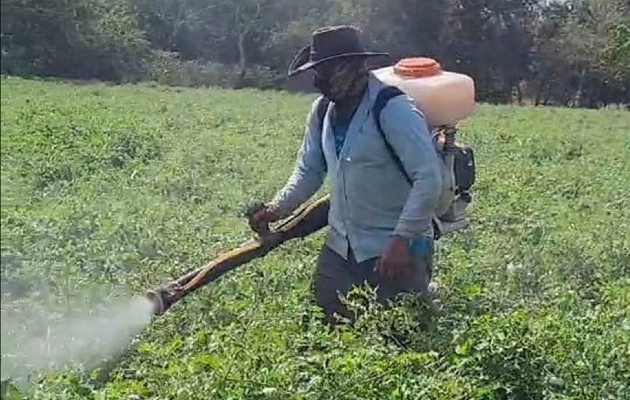 Este año los costos superan los nueve mil dólares, por lo que solicitan ayuda a las autoridades para que la cosecha sea rentable. Foto. Thays Domínguez Este año los costos superan los nueve mil dólares, por lo que solicitan ayuda a las autoridades para que la cosecha sea rentable. Foto. Thays Domínguez