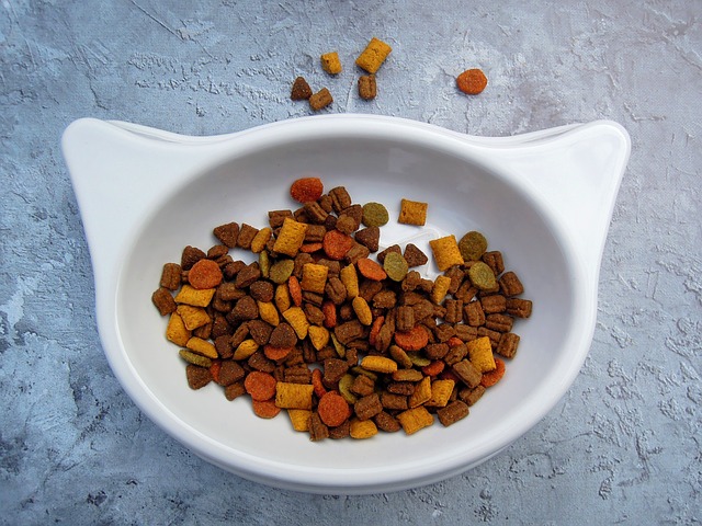 gato-comida.jpg