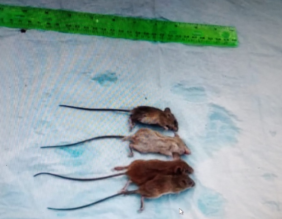 Es de vital importancia evitar la presencia de roedores transmisores cerca de las casas. Foto: Thays Domínguez Es de vital importancia evitar la presencia de roedores transmisores cerca de las casas. Foto: Thays Domínguez