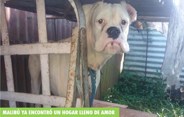 Malibú, que es sordo, fue abandonado en el matadero de Soná. Foto: Juliette Chang Malibú, que es sordo, fue abandonado en el matadero de Soná. Foto: Juliette Chang