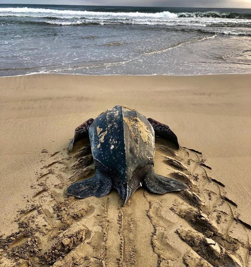 tortugas-playa-turtle.jpg tortugas-playa-turtle.jpg
