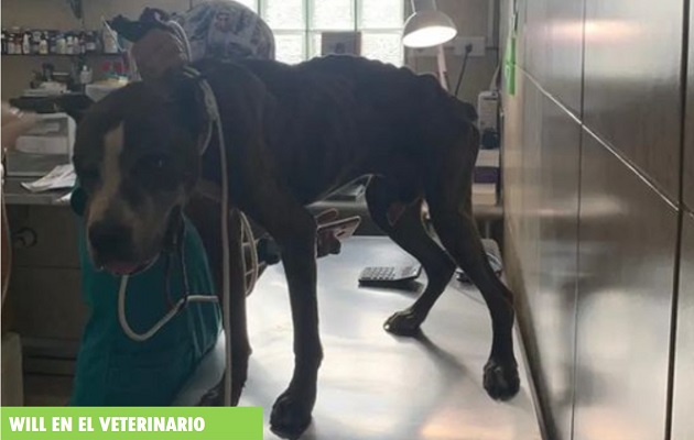 Se espera que el órgano sexual de Will vuelva a su lugar, una vez reciba los cuidados necesarios. Foto: Juliette Chang Se espera que el órgano sexual de Will vuelva a su lugar, una vez reciba los cuidados necesarios. Foto: Juliette Chang