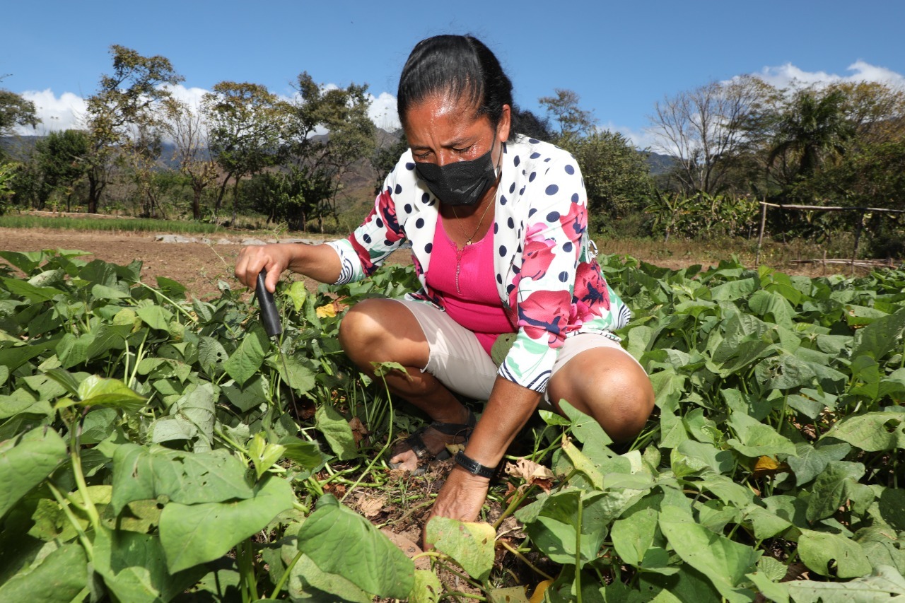 Aurelina Ortiz durante sus faenas en la parcela. Foto: Mides Aurelina Ortiz durante sus faenas en la parcela. Foto: Mides