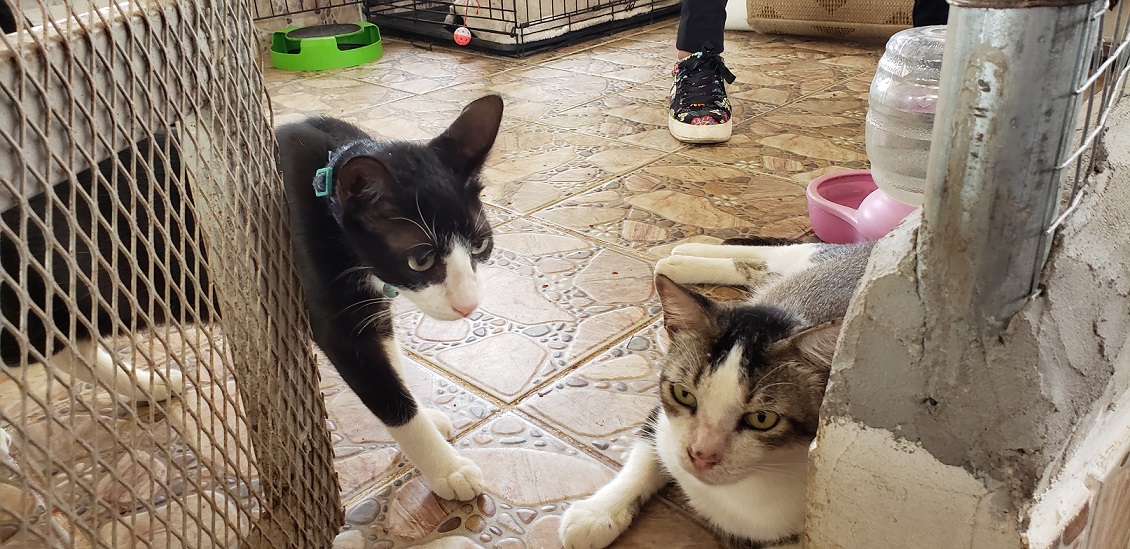Gatos en el refugio. Foto: Fanny Arias Gatos en el refugio. Foto: Fanny Arias