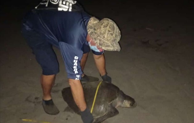 algunas tortugas que se han sido marcadas regresaron a la zona, a pesar de que estas especies marinas son altamente migratorias, ya que recorren los mares de varios países. Algunas tortugas que se han sido marcadas regresaron a la zona, a pesar de que estas especies marinas son altamente migratorias, ya que recorren los mares de varios países. Foto. Thays Domínguez