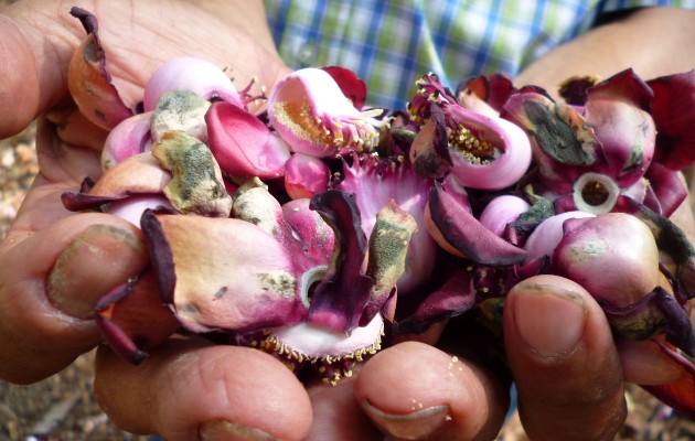 Las flores recolectadas son preservadas en alcohol o menticohol y usadas como ungüento o bálsamo. Foto. Melquiades Vásquez Las flores recolectadas son preservadas en alcohol o menticohol y usadas como ungüento o bálsamo. Foto. Melquiades Vásquez