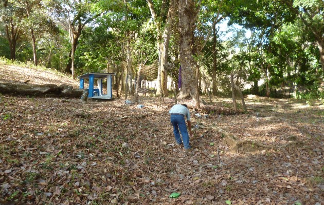 En Río de Jesús se logró conocer que la Universidad de Panamá le ha hecho a la especie del árbol granadillo varios estudios, logrando determinar que las flores poseen algunas propiedades curativas. Foto. Melquíades Vásquez En Río de Jesús se logró conocer que la Universidad de Panamá le ha hecho a la especie del árbol granadillo varios estudios, logrando determinar que las flores poseen algunas propiedades curativas. Foto. Melquíades Vásquez
