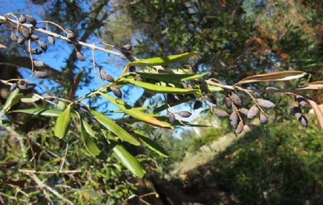 enfermedad-cambio-climatico.jpg Vista de una planta con Xylella fastidiosa. Foto: FAO