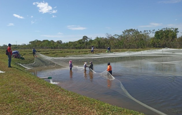 Con esta cooperativa las familias puedan generar sus propios ingresos y así expandir sus actividades fuera de la provincia con la comercialización de la tilapia. Foto. José Vásquez Con esta cooperativa las familias puedan generar sus propios ingresos y así expandir sus actividades fuera de la provincia con la comercialización de la tilapia. Foto. José Vásquez