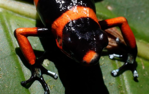 La ranita venenosa "Oophaga lehmanni" en peligro de extinción. Foto: EFE La ranita venenosa "Oophaga lehmanni" en peligro de extinción. Foto: EFE