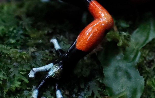 La ranita venenosa "Oophaga lehmanni" en peligro de extinción. Foto: EFE La ranita venenosa "Oophaga lehmanni" en peligro de extinción. Foto: EFE