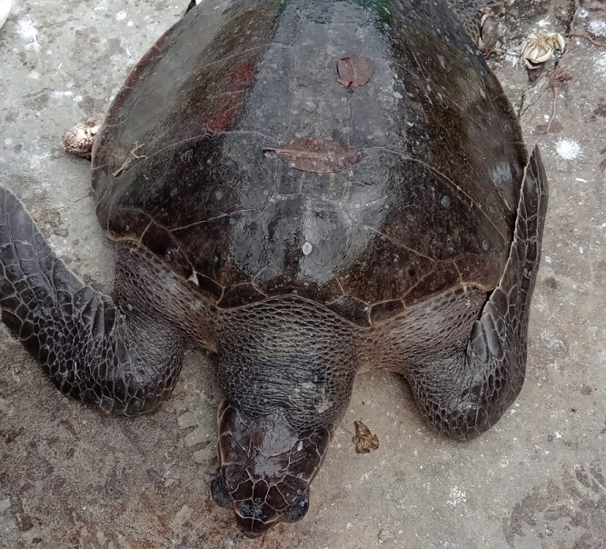 La tortuga fue devuelta al mar, ya que la Unión Europea (UE), exige los DET'S en las redes. Foto: Cortesía ARAP La tortuga fue devuelta al mar, ya que la Unión Europea (UE), exige los DET'S en las redes. Foto: Cortesía ARAP