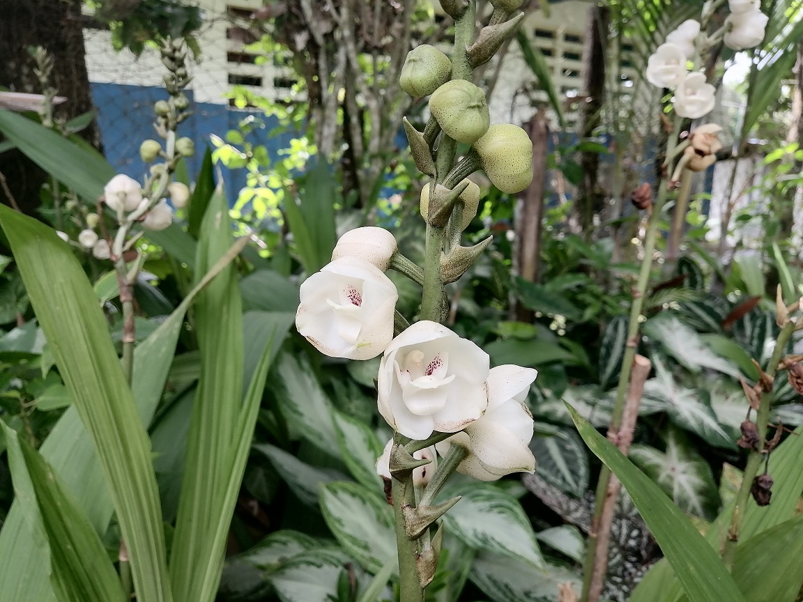 El festival nacional busca conservar el cultivo de este especie de flor. Foto: Thays Domínguez El festival nacional busca conservar el cultivo de este especie de flor. Foto: Thays Domínguez