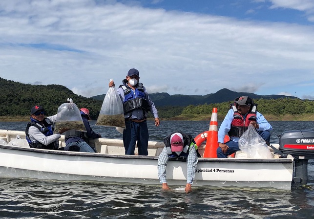 Es muy significativa la repoblación de tilapias porque es de mucha ayuda para la pesca. Foto: Cortesía ARAP Es muy significativa la repoblación de tilapias porque es de mucha ayuda para la pesca. Foto: Cortesía ARAP
