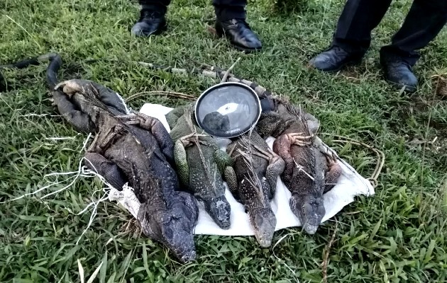 rescate_fauna2_pa.jpg