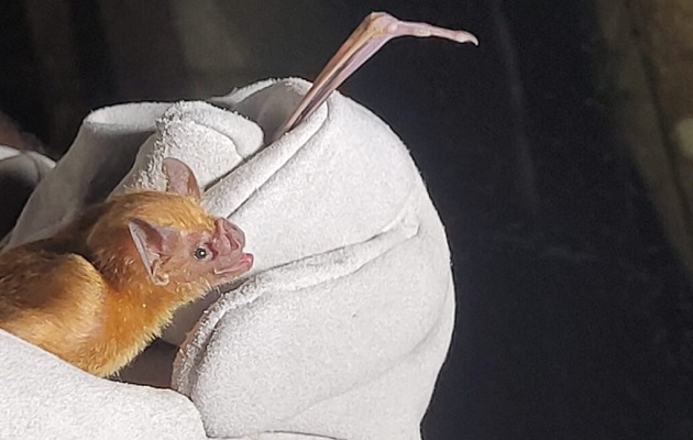 vampiro-mida-panama.jpg Los murciélagos hematófagos se alimentan de sangre. Foto: Mida