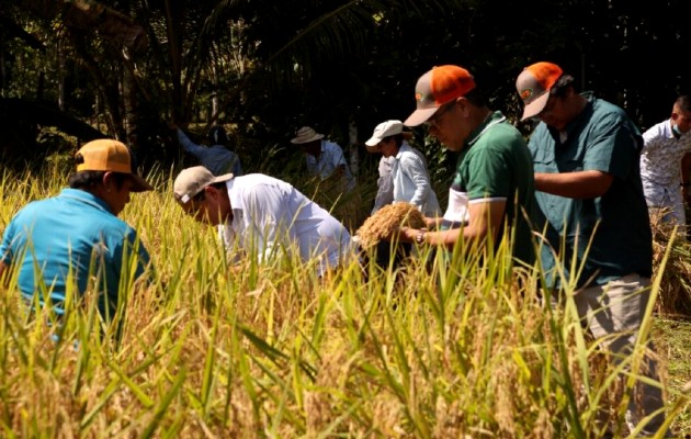 arroz_capiro_pa02.jpg arroz_capiro_pa02.jpg