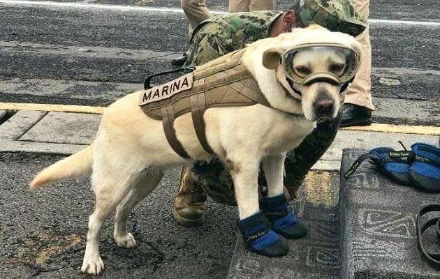 frida-perro-rescate.jpg Frida fue un ícono de esperanza durante los terremotos. Foto: Cortesía