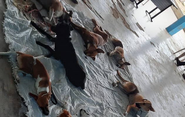 Juliette Chang durante las jornadas de ayuda a los perros del campo. Foto: Cortesía