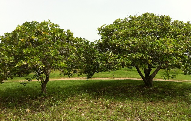 arbol-maranon-brasil.jpg Los árboles requieren poda para que su copa densa no frene la entrada de los rayos solares. Foto: Cortesía Melvin Jaén