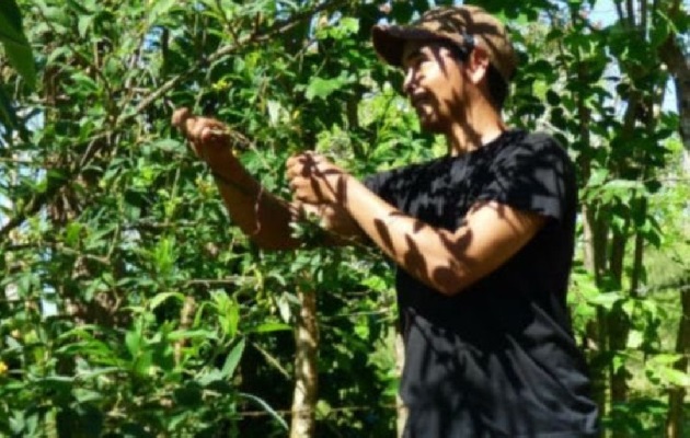 En la región azuerence no se ven tantos puestos de venta de guandú como en años anteriores, y donde hay el precio es elevado. Foto. Thays Domínguez En la región azuerence no se ven tantos puestos de venta de guandú como en años anteriores, y donde hay el precio es elevado. Foto. Thays Domínguez