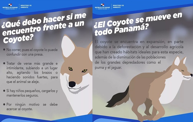 coyotes-guia-miambiente.jpg Guía compartida por MiAmbiente.
