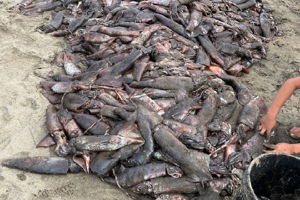 Según moradores consultados, los primeros calamares fueron divisados durante el fin de semana. Foto. Cortesía Mi Ambiente. Según moradores consultados, los primeros calamares fueron divisados durante el fin de semana. Foto. Cortesía Mi Ambiente.