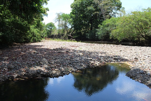 El río Chame ha estado presentando problemas de sequía desde hace años, debido a que en la parte alta de la cuenca, no existen suficientes bosques de galería, además de la práctica de ganadería. Foto. Eric Montenegro El río Chame ha estado presentando problemas de sequía desde hace años, debido a que en la parte alta de la cuenca, no existen suficientes bosques de galería, además de la práctica de ganadería. Foto. Eric Montenegro