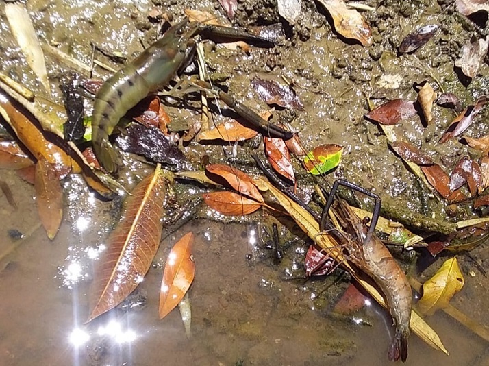 Camarones y peces saltaban del río hacia afuera moribundas. Foto: Melquiades Vásquez Camarones y peces saltaban del río hacia afuera moribundas. Foto: Melquiades Vásquez