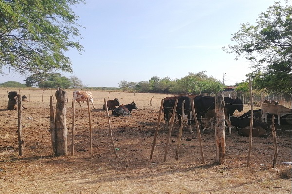 Los ganaderos han tenido que pagar $25.00 por cada viaje de agua hasta sus fincas, hasta cuatro veces por semana. Foto. Thays Domínguez Los ganaderos han tenido que pagar $25.00 por cada viaje de agua hasta sus fincas, hasta cuatro veces por semana. Foto. Thays Domínguez