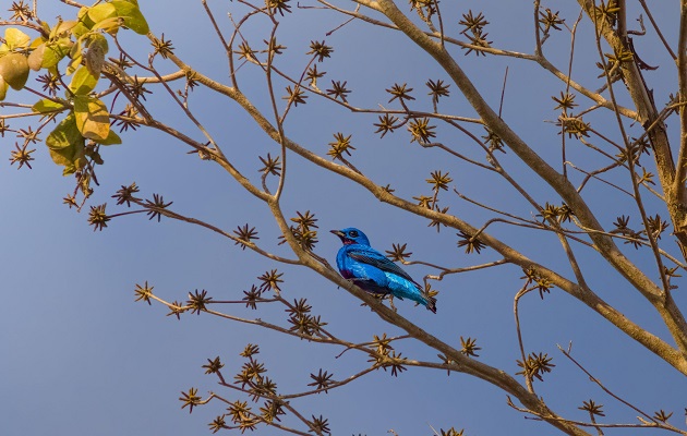 La Cotinga turquesa es una especie endémica regional, mundialmente amenazada. Foto: Quinn Díaz La Cotinga turquesa es una especie endémica regional, mundialmente amenazada. Foto: Quinn Díaz