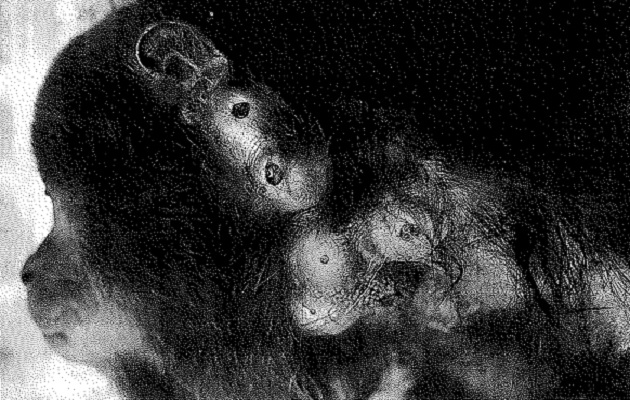Para las estudiantes, el premio que obtuvieron en la Jornda de Iniciación Científica es el reconocimiento a su esfuerzo y dedicación. Foto: Cortesía Quistes ocasionados por la mosca en el cuerpo del mono aullador. Foto: Cortesía