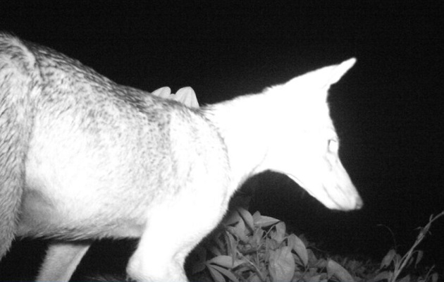 Coyote captado a través de una cámara trampa. Foto: Cortesía/MiAmbiente Coyote captado a través de una cámara trampa. Foto: Cortesía/MiAmbiente