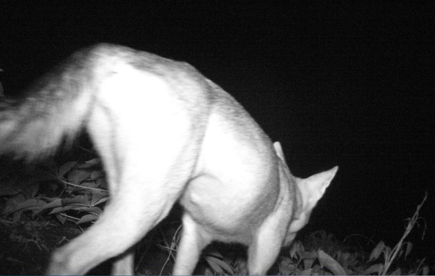 Los coyotes que viven en Panamá son más pequeños, esbeltos y de pelaje más corto. Foto: Cortesía/MiAmbiente Los coyotes que viven en Panamá son más pequeños, esbeltos y de pelaje más corto. Foto: Cortesía/MiAmbiente